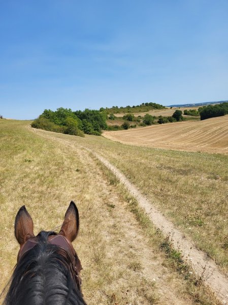 Élevage du PA, Écuries Max PERONNET - photo 2