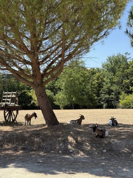 Centre Equestre Poney Club Le Bercail - photo 3