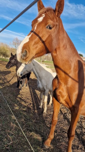 Écurie de propriétaires de Garat - photo 3