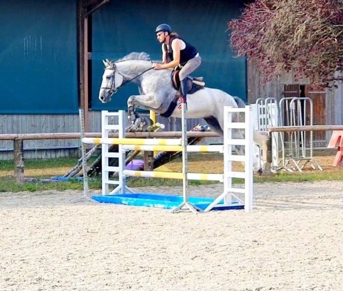 Foeller Sport Horses - photo 1