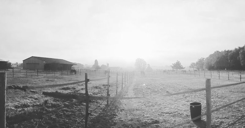 Foeller Sport Horses - photo 2