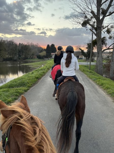 Foeller Sport Horses - photo 3