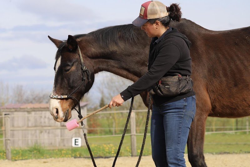Atypik’Cheval – Cours - Ethologie / Clicker Training - Débourrage - ( Ré) Education - photo 1