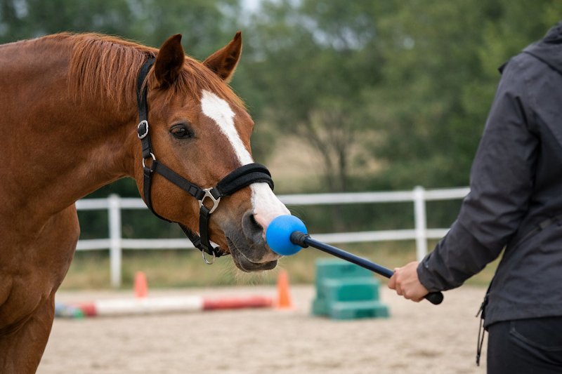 Atypik’Cheval – Cours - Ethologie / Clicker Training - Débourrage - ( Ré) Education - photo 2