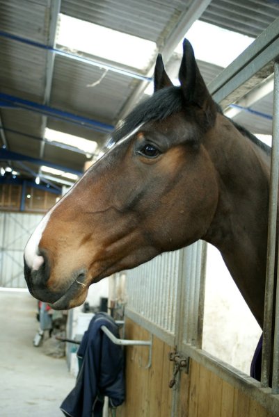 Ecuries Nicolas MERGNAC - photo 1