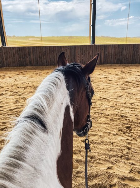 Les Ecuries du Grand Guillon - photo 2