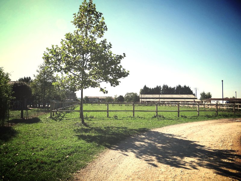 Écurie des Frottards - photo 1