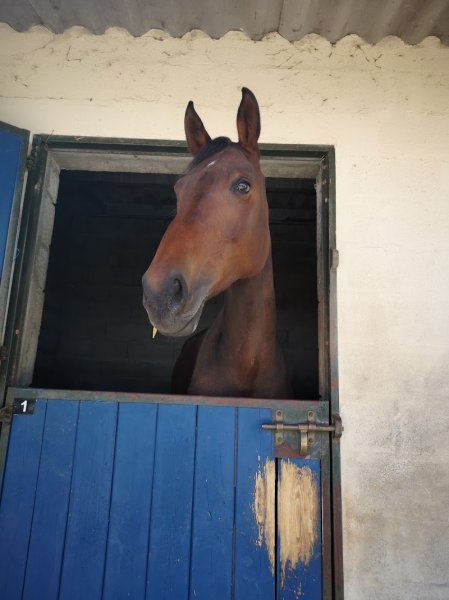 Centre Equestre du Barbezilien - photo 3