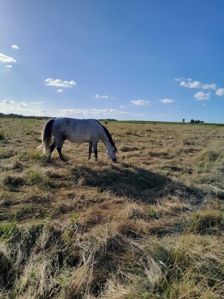Poney club du renouveau - photo 3