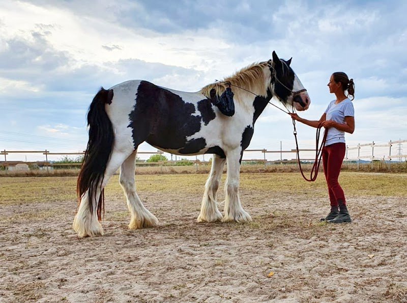 Des chevaux et des mots - Mélanie Courtois - photo 2