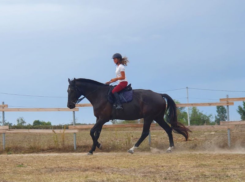 Des chevaux et des mots - Mélanie Courtois - photo 3