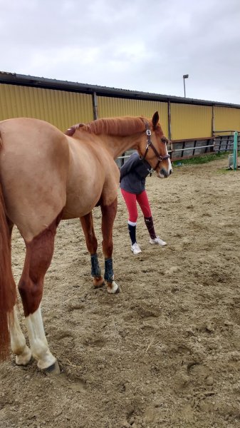 Logis Équestre des Barbereaux - photo 2
