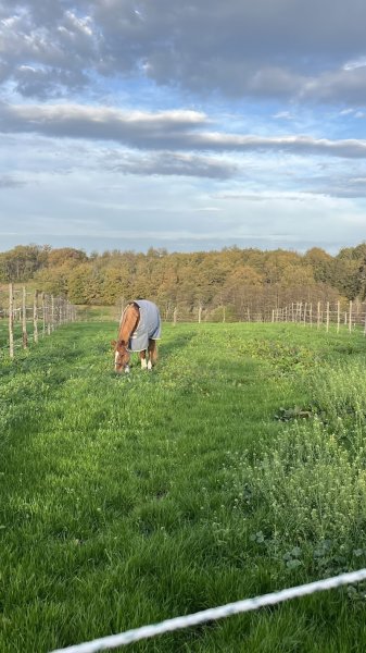 Écurie de Chasseneuil - Centre Équestre/Poney Club/Valorisation - photo 3