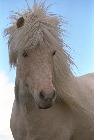 Haras des Quatre Vents