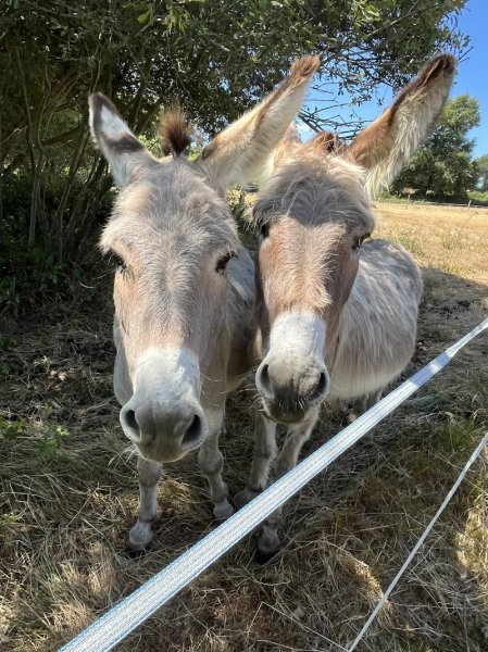 Les Ecuries du Mesnil - photo 1