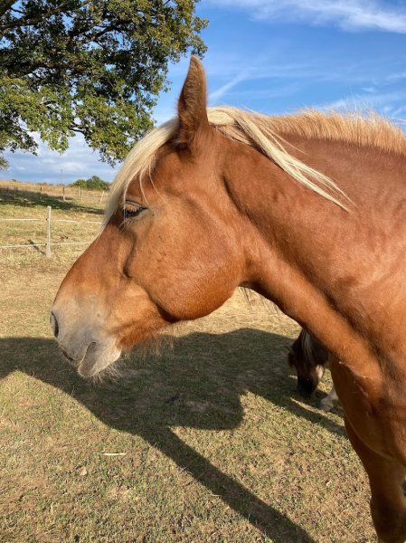 Les Ecuries du Mesnil - photo 3
