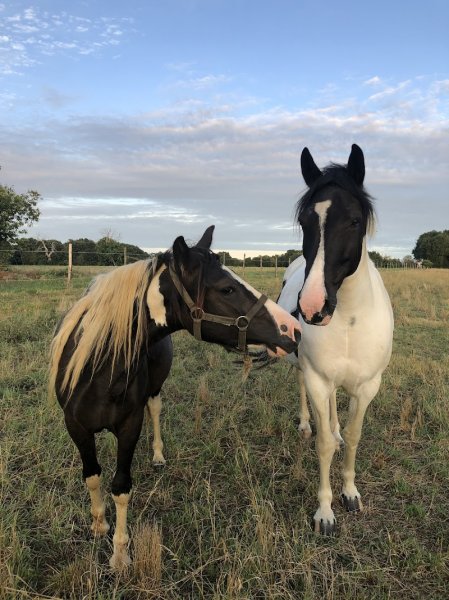 Les Ecuries de la Rouerie - photo 2