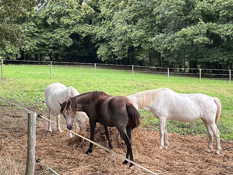 Ecurie DLBG - photo 2