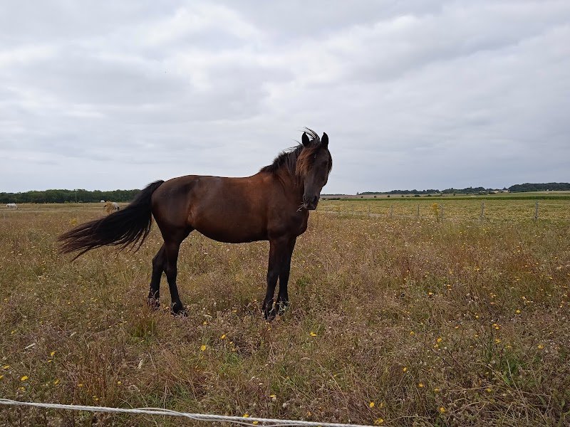 Les Ecuries de l'Etang - photo 1