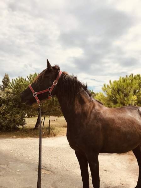 Les Ecuries de l'Etang - photo 2