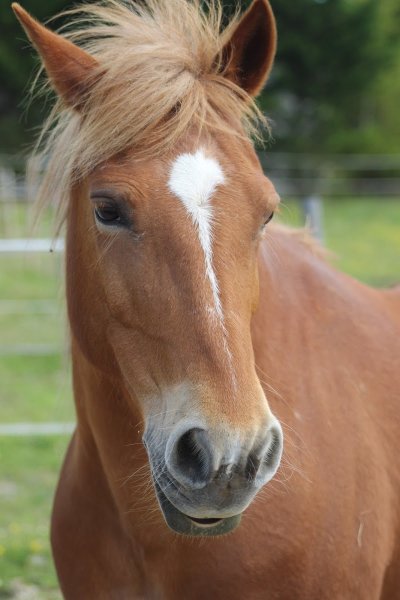 Les Ecuries de l'Etang - photo 3
