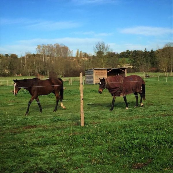 Écurie de propriétaires Equipop - photo 2