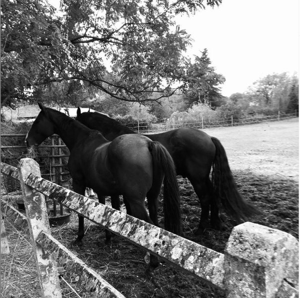 Écurie de propriétaires Equipop - photo 3