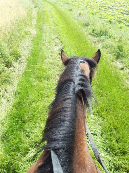 Ecuries des chênes - photo 2