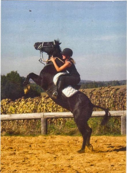 Ecuries des chênes - photo 3