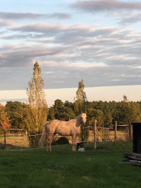 Haras de cressac - photo 1