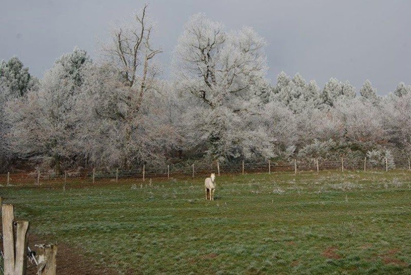 Haras de cressac - photo 3