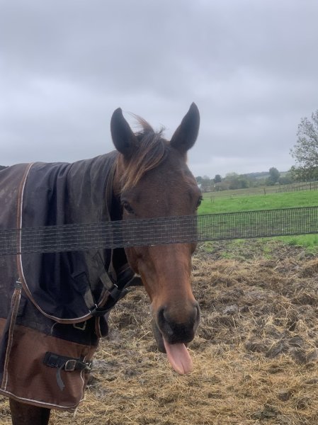 Les écuries du Pible - photo 1