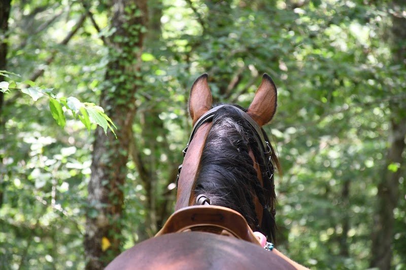 Ecurie du Merle - photo 1