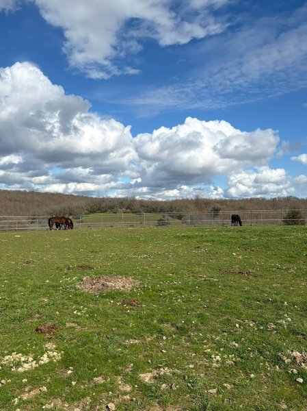 Ecurie du Merle - photo 2
