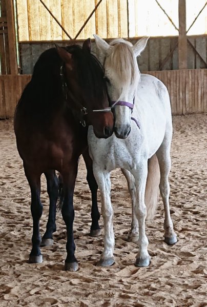 Centre Equestre des Lacs de Haute Charente - photo 3
