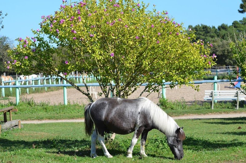 Ecuries du Carbet - photo 1