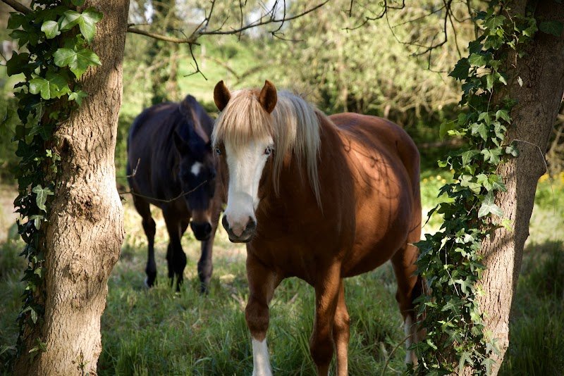 Écurie Val Deux Cœurs - photo 3