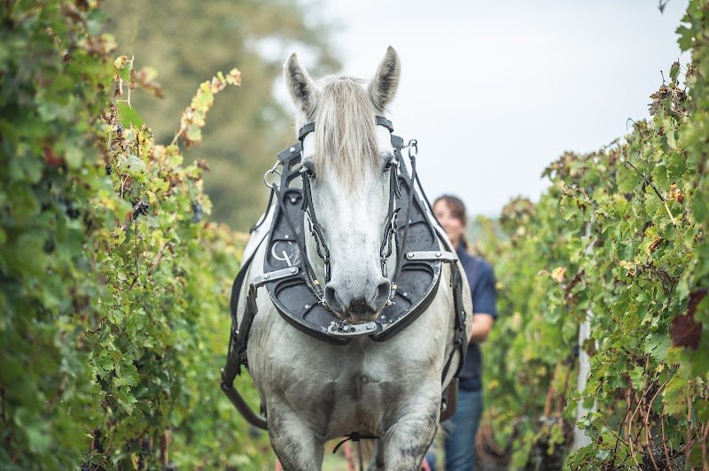Cheval Des Vignes - photo 1