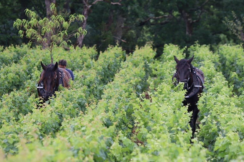 Cheval Des Vignes - photo 2
