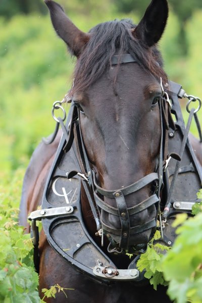 Cheval Des Vignes - photo 3