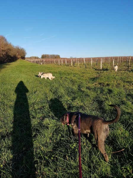 Pension familiale "Les 4 Pattes S'évadent" - photo 2