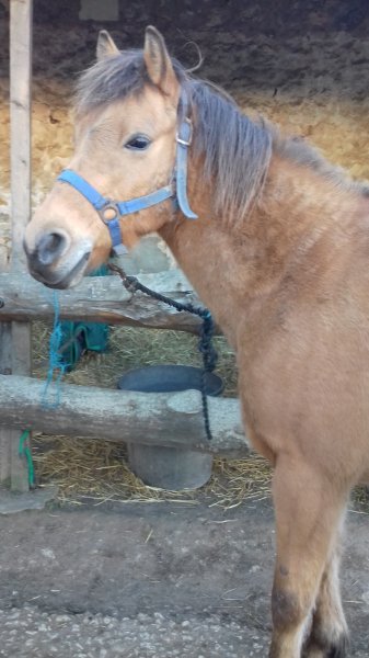 Ecuries des Chartres - photo 2