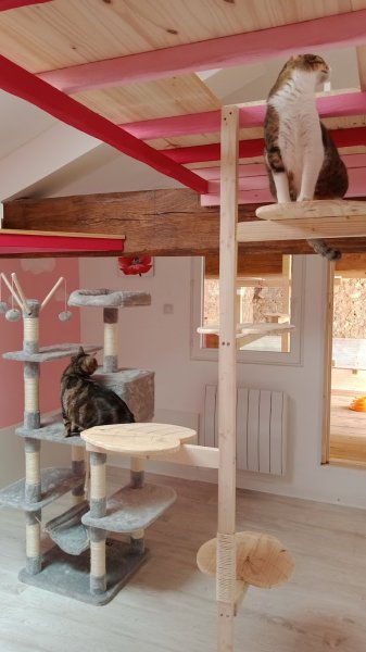 Pension féline du Clos de Chafrane