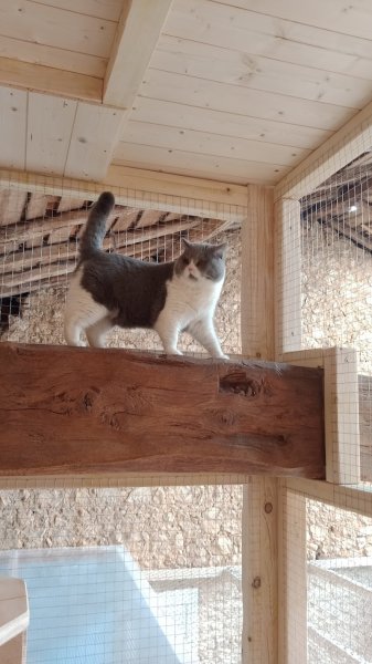 Pension féline du Clos de Chafrane - photo 2