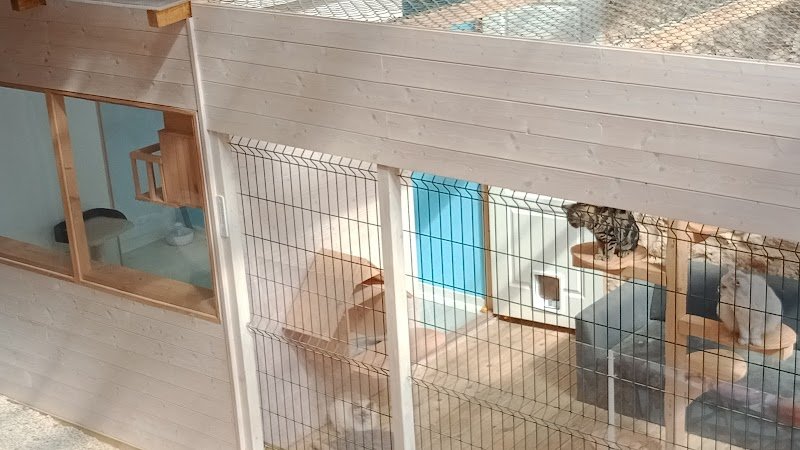 Pension féline du Clos de Chafrane - photo 3