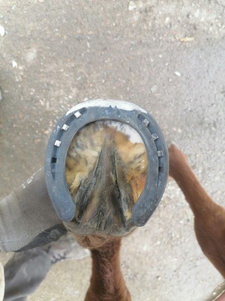 Centre Équestre DU CALEDO - photo 2