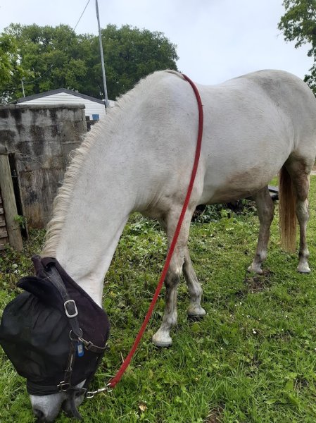 Earl Les Ecuries Du Seillery - photo 2