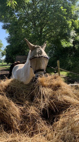 Earl Les Ecuries Du Seillery - photo 3