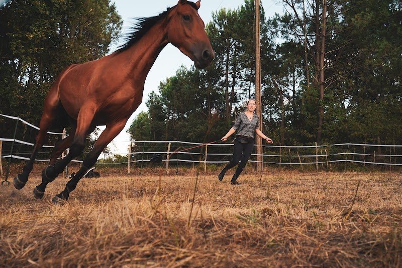 Chevalogie - Débourrage et éducation de chevaux - photo 1