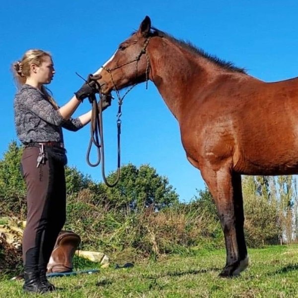 Chevalogie - Débourrage et éducation de chevaux - photo 2